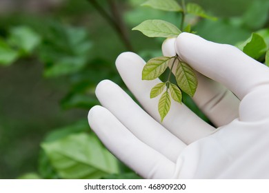 Doctor Hand Picking Young Herb Tree Top For Experimental Medicine 