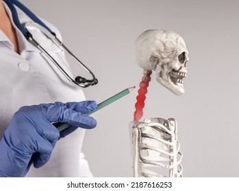 Doctor Hand Pointing To Skeleton Cervical Spine With Red Point And Explaining To Patient Medical Diagnosis Or Teaching Anatomy To Students. Neck Pain. High Quality Photo