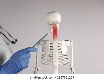 Doctor hand pointing to skeleton cervical vertebrae with red point. Neck pain, stiffness. Skeletal system anatomy, medical education. Woman in lab coat with stethoscope holding pencil. photo