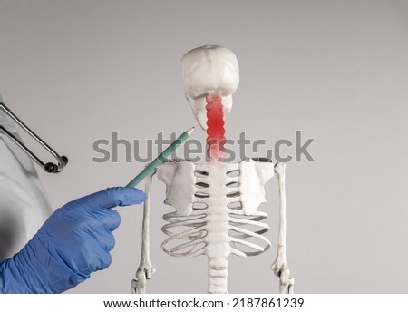 Doctor hand pointing to skeleton cervical vertebrae with red point. Neck pain, stiffness. Skeletal system anatomy, medical education. Woman in lab coat with stethoscope holding pencil. photo