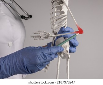 Doctor Hand Pointing To Skeleton Elbow With Red Point. Skeletal System Anatomy, Medical Education Concept. Injury, Overuse, Inflammation. Woman In Lab Coat With Stethoscope Holding Pencil. Photo