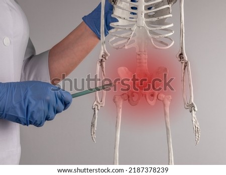 Doctor hand pointing to skeleton pelvis with red spot. Skeletal system anatomy, body structure, medical education concept. Reproductive, urinary or digestive systems. High quality photo