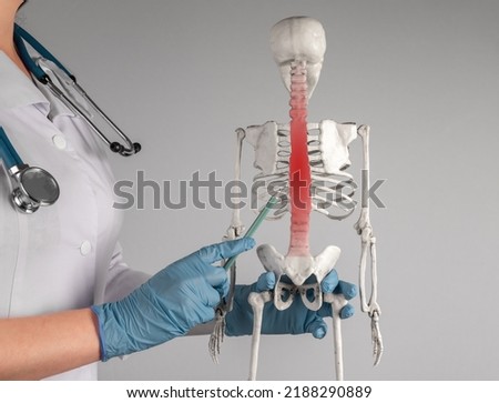 Doctor hand pointing to skeleton vertebrae with red spot. Spine pain, backache concept. Strain, slipped nerve, sciatica, injury. Skeletal system anatomy, body structure, medical education. photo