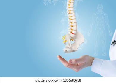 Doctor hand shows the spine on a blue background. - Shutterstock ID 1836680938