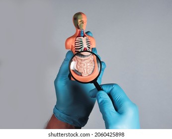 Doctor Hand Studying And Magnifying Intestine 3d Model. Concept Of Digestive Disease.