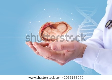 Doctor hands shows the embryo of a child on a blue background.