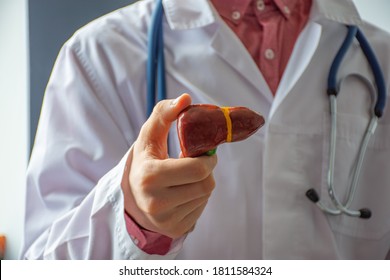 A doctor, hepatologist or gastroenterologist shows an anatomical, reduced model of the liver to the camera from the front or to the patient. Gastroenterology photo concept - Shutterstock ID 1811584324