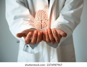 Doctor holding brain model. Brain health concept. - Shutterstock ID 2276987967