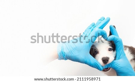 doctor holding heart shaped hands next to cute little cardigan welsh corgi puppy on white background. dog looks into the camera veterinary. pet care and love. copy space banner