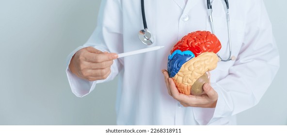 doctor holding human Brain model. World Brain Tumor day, Brain Stroke, Dementia, alzheimer, parkinson and world mental health concept - Powered by Shutterstock