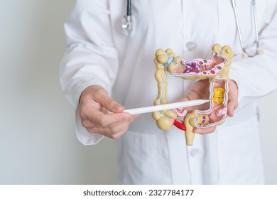 Doctor holding human Colon anatomy model. Colonic disease, Large Intestine, Colorectal cancer, Ulcerative colitis, Diverticulitis, Irritable bowel syndrome, Digestive system and Health concept - Shutterstock ID 2327784177