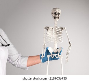 Doctor Holding Human Skeleton. Skeletal System Anatomy, Medical Education Concept. Woman In Lab Coat With Stethoscope. High Quality Photo