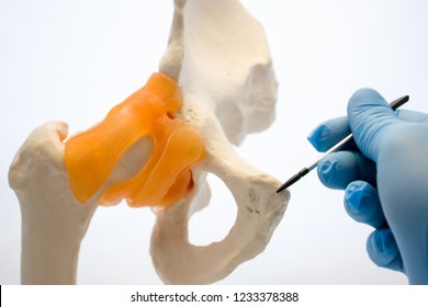 Doctor holding pointer points to pubic symphysis on anatomical models bones of human pelvis. Concept photo related with dysfunction, conditions, problems, diseases that accompany pubic symphysis 