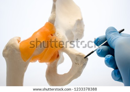Doctor holding pointer points to pubic symphysis on anatomical models bones of human pelvis. Concept photo related with dysfunction, conditions, problems, diseases that accompany pubic symphysis 
