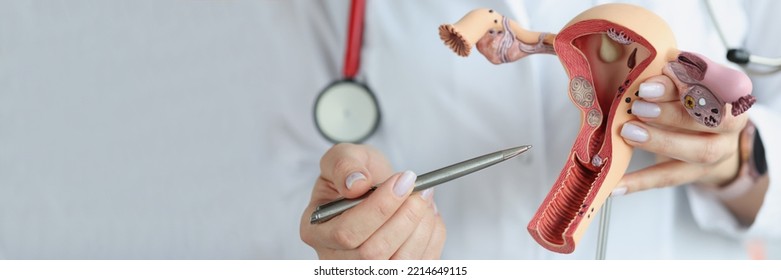 Doctor Is Holding Sectional Model Female Reproductive Organs