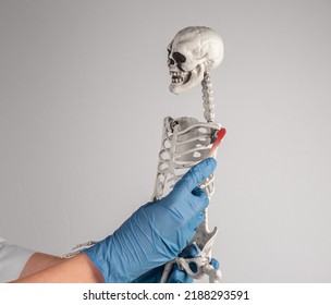 Doctor Holding Skeleton Arm With Red Shoulder. Painful Joints. Overuse, Tendons Injury, Arthritis Consequences. Skeletal System Anatomy, Medical Education Concept. High Quality Photo