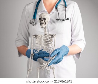 Doctor Holding Skeleton Arm. Woman In Lab Coat With Stethoscope Explaining To Patient Medical Diagnosis Or Teaching Skeletal System Anatomy To Students. High Quality Photo