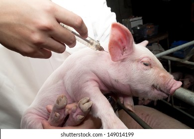 Doctor Holding Swine Flu Vaccine Syringe