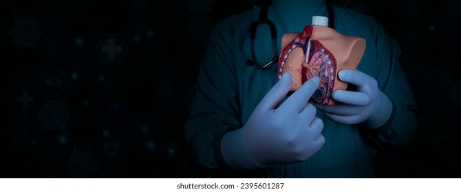 The doctor holds an anatomy model, explains lung diseases and damage. The alveoli are shown. healthcare professional isolated on dark background. Lung cancer, alveolar proteinosis of the lung