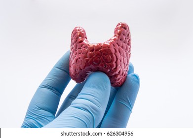 Doctor holds in hand, dressed in latex glove, anatomical model of human thyroid. Photos describing protection and care, diagnosis and treatment of thyroid gland by patient and doctor, nurse