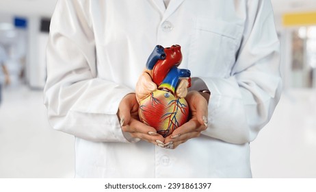 Doctor holds heart replica in his hands       