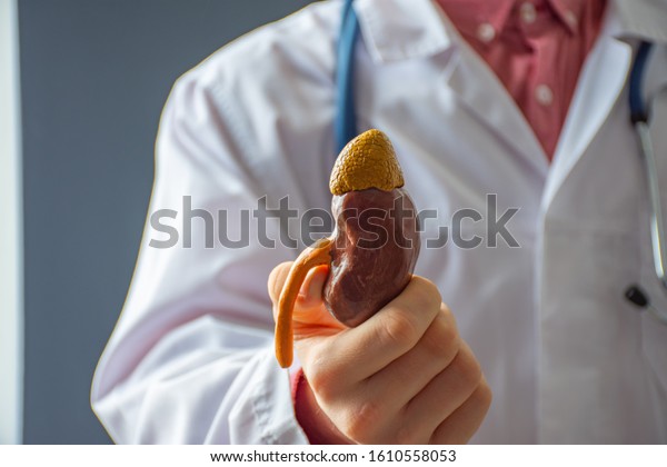 Doctor in hospital is facing patient or camera and\
holding anatomical model of kidney, showing it to patient. Concept\
picture for use in nephrology, surgery, kidney transplantation,\
diseases  