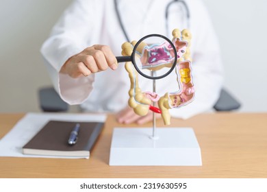 Doctor with human Colon anatomy model and magnifying glass. Colonic disease, Large Intestine, Colorectal cancer, Ulcerative colitis, Diverticulitis, Irritable bowel syndrome and Digestive system 