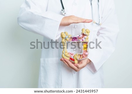 Doctor with human Colon anatomy model. Colonic disease, Large Intestine, Colorectal cancer, Ulcerative colitis, Diverticulitis, Irritable bowel syndrome, Digestive system and Health concept