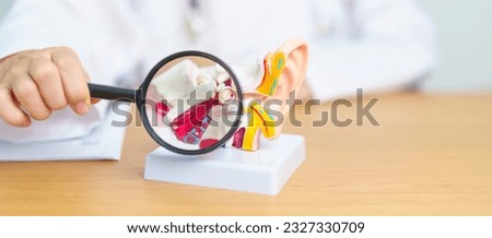 Doctor with human Ear anatomy model with magnifying glass. Ear disease, Atresia, Otitis Media, Pertorated Eardrum, Meniere syndrome, otolaryngologist, Ageing Hearing Loss, Schwannoma and Health