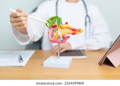Doctor with human Pancreatitis anatomy model with Pancreas, Gallbladder, Bile Duct, Duodenum, Small intestine and tablet. Pancreatic cancer, acute pancreatitis and Digestive system