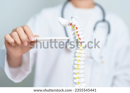 Doctor with human Spine anatomy model. Spinal Cord Disorder and disease, Back pain, Lumbar, Sacral pelvis, Cervical neck, Thoracic, Coccyx, Orthopedist, chiropractic, Office Syndrome and health