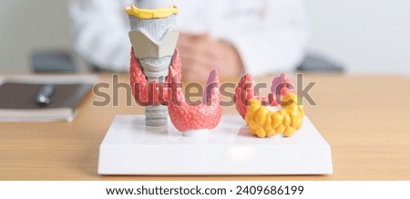Doctor with human Thyroid anatomy model. Hyperthyroidism, Hypothyroidism, Hashimoto Thyroiditis, Thyroid Tumor and Cancer, Postpartum, Papillary Carcinoma and Health concept