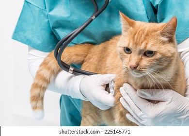 Doctor Listening The Cat With Stethoscope