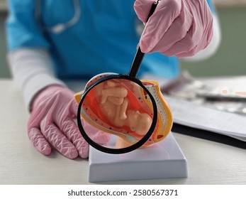 A doctor looks at a model of a human embryo using a magnifying glass during an educational session at a clinic