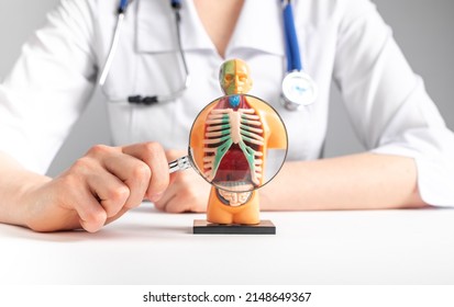 Doctor magnifies with loupe lungs in 3d human model. Anatomy, medical education, respiratory system concept. Woman with stethoscope in lab coat sitting at table. High quality photo