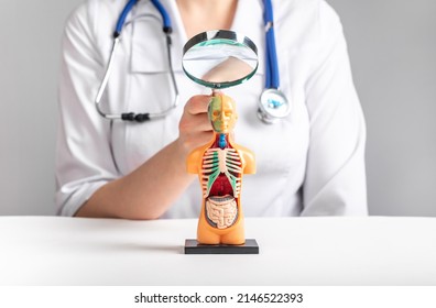 Doctor with magnifying glass over 3d human model with internal organs. Medical checkup, regular health assessment concept. Woman in lab coat sitting at table with lupe. High quality photo - Shutterstock ID 2146522393