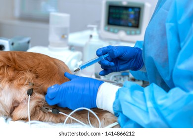 17,093 Animal Injection Images, Stock Photos & Vectors | Shutterstock