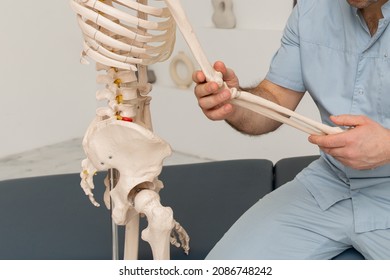 Doctor man pointing arm human skeleton anatomical model  Physiotherapist explaining joints model  Chiropractor osteopath points to the skeleton human body  Bones anatomy close up 
