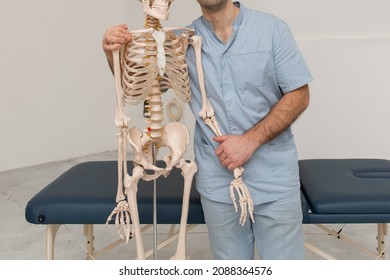 Doctor Man Pointing On Arm Of Human Skeleton Anatomical Model. Physiotherapist Explaining Joints Model. Chiropractor Or Osteopath Points To The Skeleton Of Human Body. Bones Anatomy Close Up.