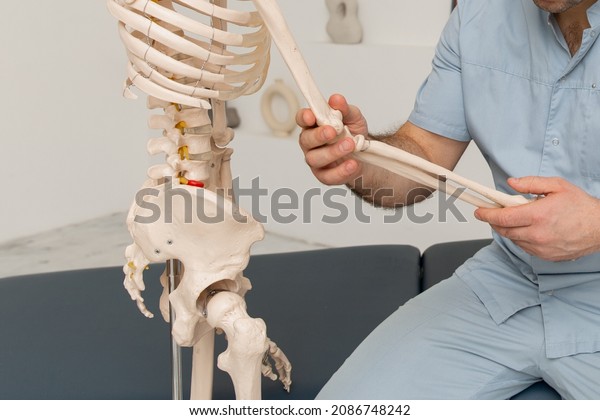 Doctor man pointing on arm of human skeleton\
anatomical model. Physiotherapist explaining joints model.\
Chiropractor or osteopath points to the skeleton of human body.\
Bones anatomy close up.