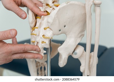 Doctor man pointing on coccyx of human skeleton anatomical model. Physiotherapist explaining joints model. Chiropractor or osteopath points to the skeleton of human body. Bones anatomy close up.