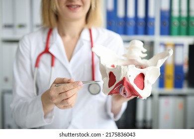 Doctor model of the anatomy of hip joint in clinic - Shutterstock ID 2175836043
