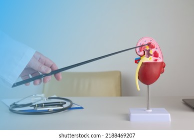 Doctor Nephrologist Pointing At Medulla On A Kidney Mockup On His Desktop