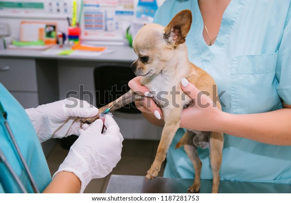 A doctor and a nurse take a blood test from a small\
dog. Chihuahua. Vet clinic. Laboratory in the veterinary clinic.\
Medical needle and test tube.The dog got sick. \
Routine inspection\
of a small dog