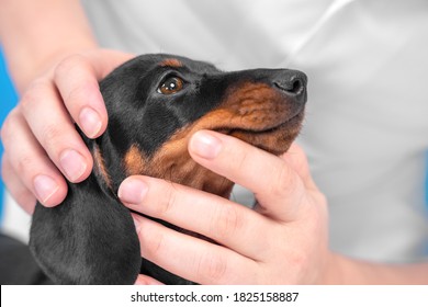 Doctor Or Owner Checks Muzzle, Eyes And Skin Of Baby Dog For Injuries, Diseases, Or Parasites, Close Up. Adorable Dachshund Puppy At Veterinarian Medical Examination.