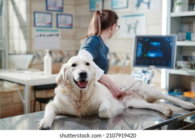 Doctor performing an ultrasound scan on dog