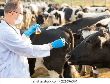 Doctor  Physical Examination Of  Animal On Farm