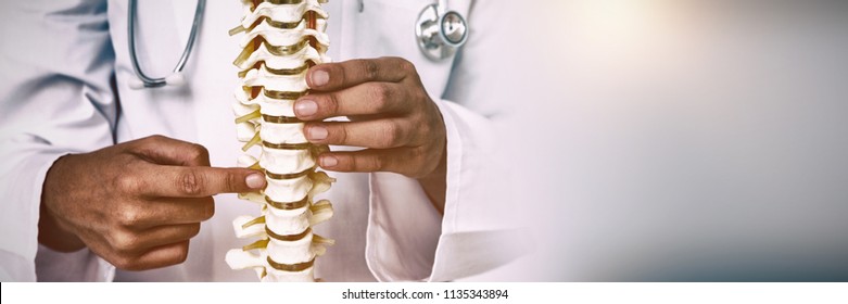 Doctor pointing an anatomical spine on white background - Shutterstock ID 1135343894