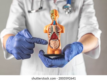 Doctor Pointing At Intestine Symbol Inside Human Body Model. Concept Of Intestinal Diagnostics And Care.