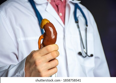 The Doctor Points To The Camera And Holds An Anatomical Figure Of The Kidney In His Hand. Concept Photo In Nephrology, Urinary System Surgery, Kidney Transplantation, Stone Removal